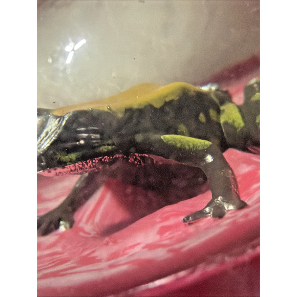 Vintage Pink Rubber Bouncy Ball Frog Inside Vending Machine Novelty Toy - Picture 14 of 14